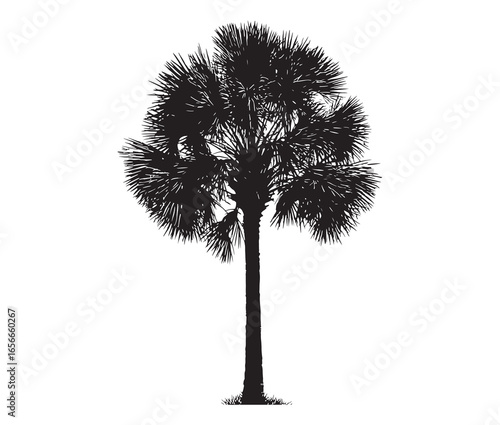Palmetto tree silhouette on white background.