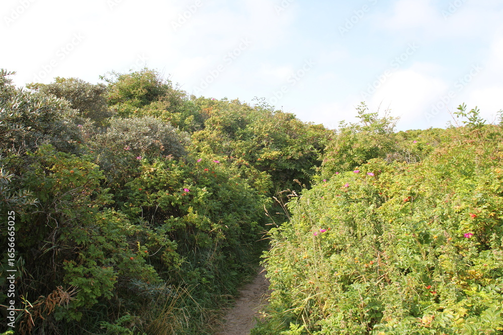 Obraz premium Pfad bei Norlev