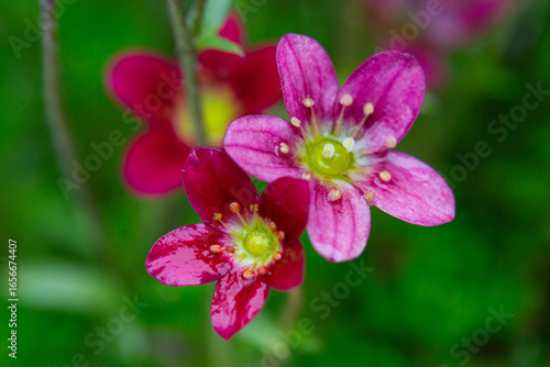 Rich red and pink flowers. Saxifraga x arendsii Marto Rose an evergreen perennial alpine garden plant, macro