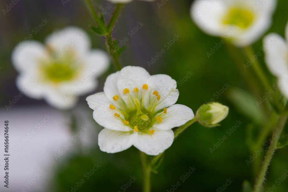 Obraz premium Meadow saxifrage or Saxifraga granulata, a specie of flowering plant photographed near a small river in a mountain area, macro.