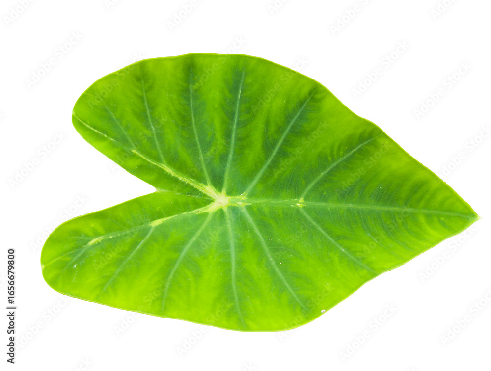 Fototapeta premium Taro Leaf Collection Isolated on White Background