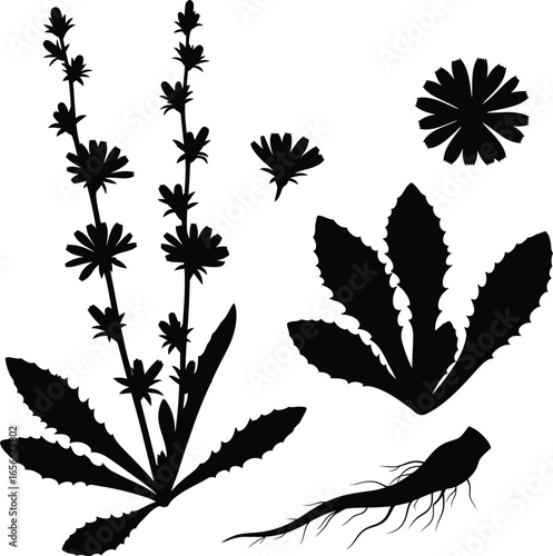 Chicory Plant Silhouette Vector Set - Botanical Illustration