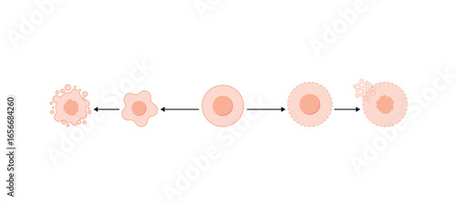Apoptosis and necrosis of normal cell. cell death labeled outline diagram. Vector illustration.	