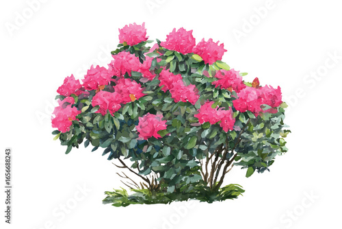 A watercolor illustration of a pink rhododendron bush on a transparent background. Ideal for floral designs, botanical illustrations, and garden themes.