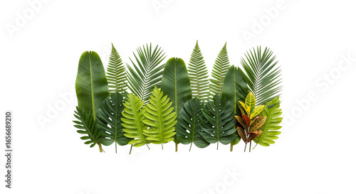Green Tropical Leaves Decorative Elements for Photography and Design