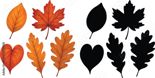 Collection of colorful autumn leaves and their black silhouettes isolated on a white background