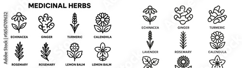 Exploring the variety of medicinal herbs like echinacea ginger and turmeric in a detailed botanical illustration
