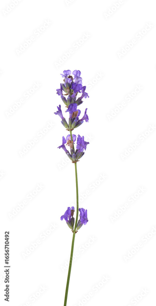 Obraz premium Beautiful aromatic lavender flower isolated on white