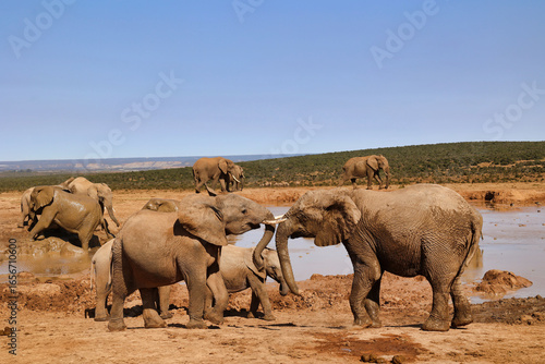 two african elephants face to face near waterhole, Addo National park