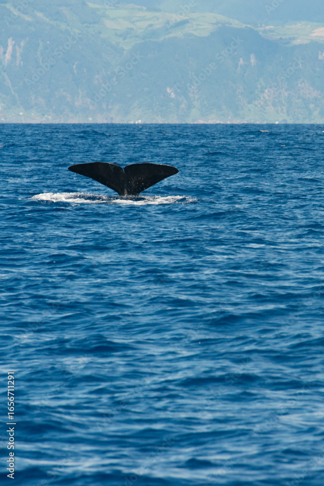 Fototapeta premium Tail of a sperm whale that dives into the waters. San Miguel, Azores
