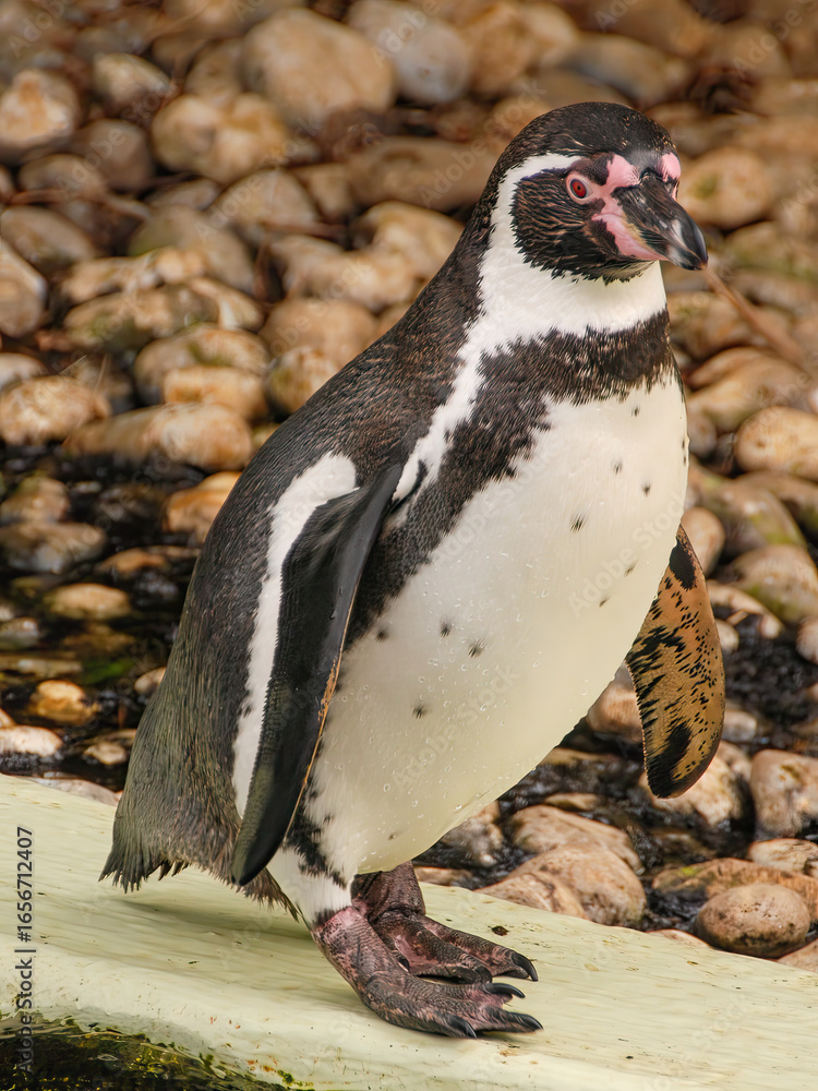 Naklejka premium Penguin at an animal reserve.