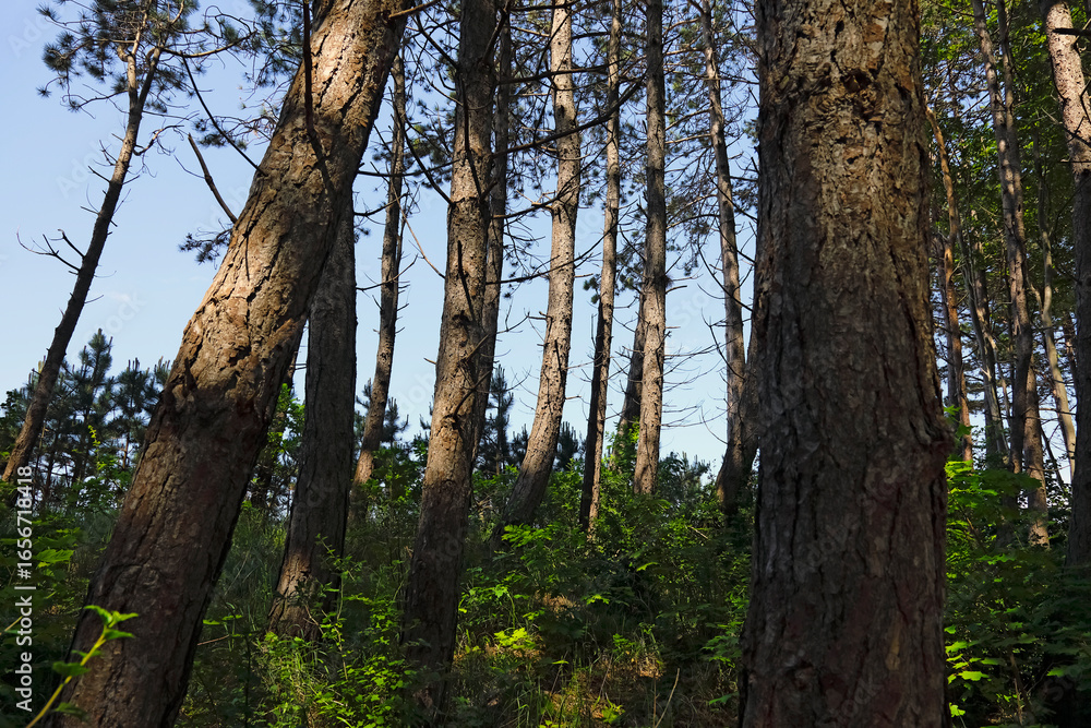 Obraz premium These conifers are growing on a dune along the shore of the Baltic Sea in Ustronie Morskie, Poland