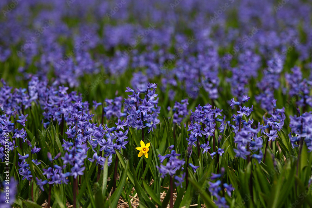 Fototapeta premium Gelbe Narzisse im blauen Hyazinthenfeld