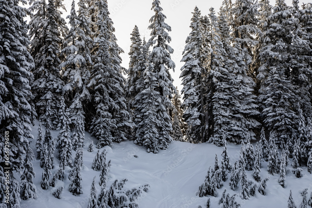 Fototapeta premium Winter Wonderland: Snowy Evergreen Forest