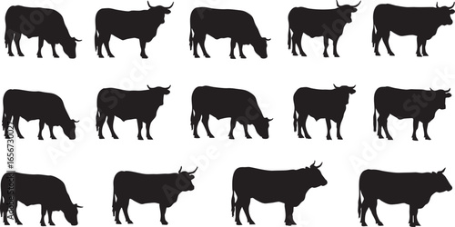 Cattle Silhouettes in Various Poses on White Background, cattle, cow, bull, livestock, farm, animal, agriculture, herd, grazing, eating, standing, silhouette, illustration, graphic, design, vector, bl