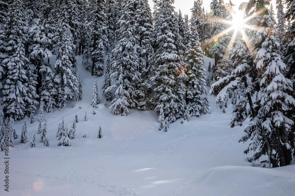 Naklejka premium Sunlit Evergreen Forest on Snowy Day, Winter Wonderland