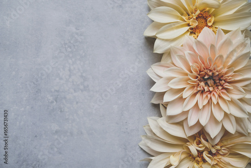 Beautiful fresh cream Cafe au Lait dahlia flowers in full bloom on gray background, top down view. Fall blossoms. Copy space for text.