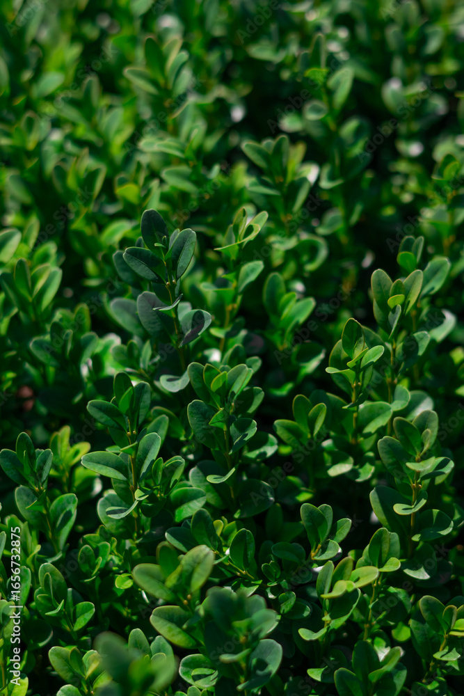 Fototapeta premium Dense green foliage covering the ground in a natural setting