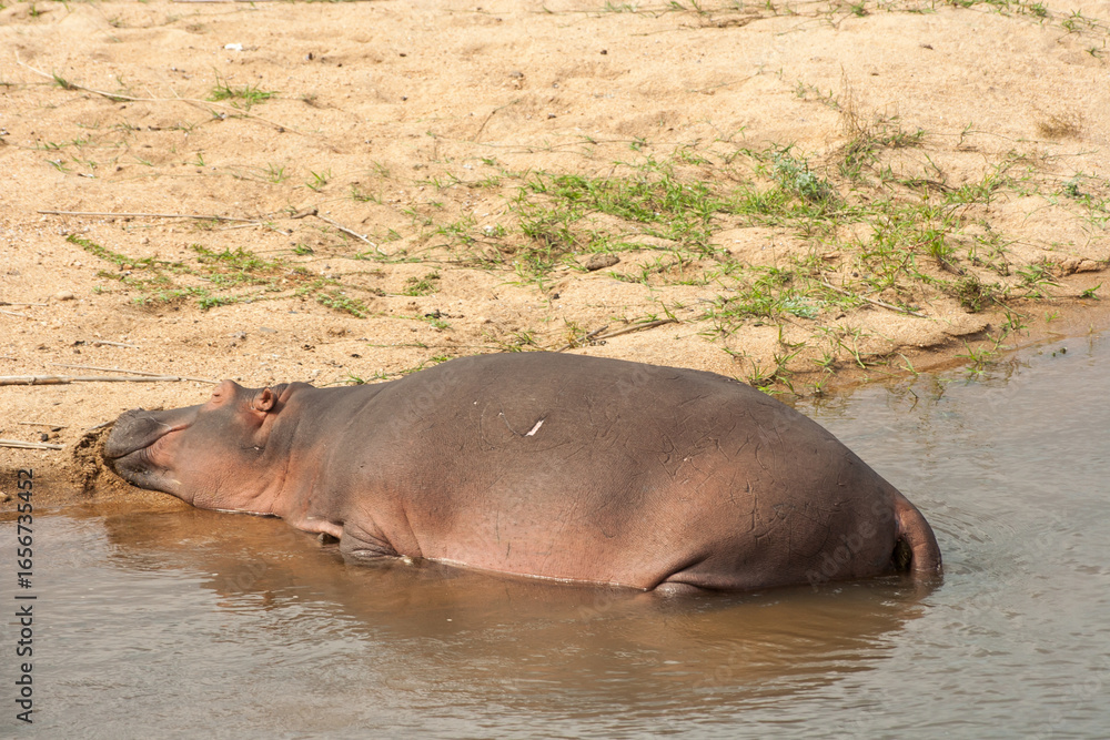 Fototapeta premium A hippo taking a nap while basking at the edge of a dam, in the Kruger National Park, South Africa
