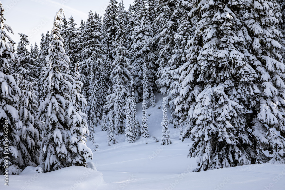 Fototapeta premium Snowy Evergreen Forest