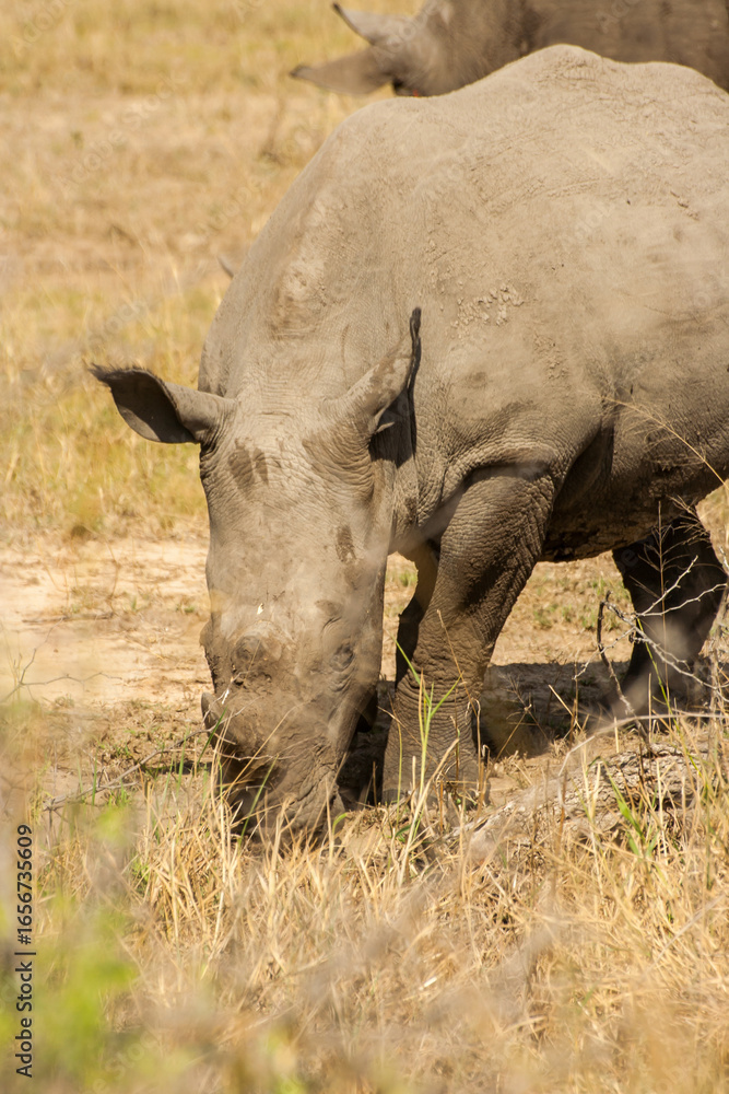 Obraz premium A southern white rhino, Ceratothrium Simum, busy grazing in an open patch of grass in the Kruger National Park, South Africa
