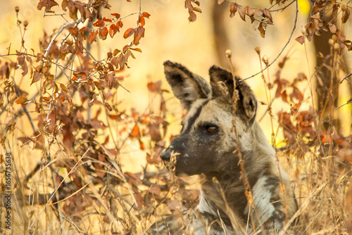 Wallpaper Mural An African wild dog listing attentively to something while laying sheltered between the autumn colored leaves of the African Bush Torontodigital.ca
