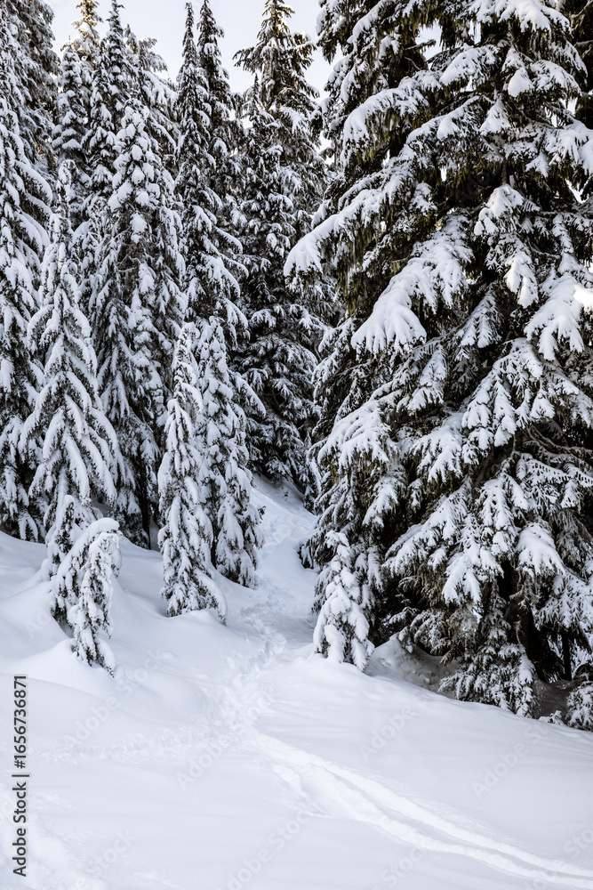 Naklejka premium Serene Winter Forest: A Tranquil Scene of Snowy Pine Trees Amidst a Light Snowfall