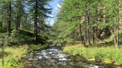 Beautiful river running through larches forest near Crampiolo in the Alpe Devero national Park, Piedmont, Italy