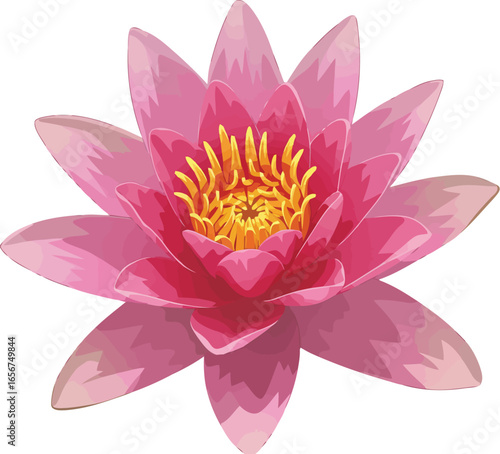 Vibrant pink water lily bloom isolated