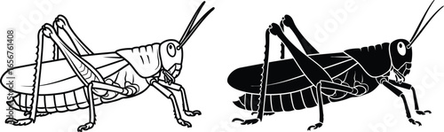 Grasshopper vector illustration insect drawing black and white art