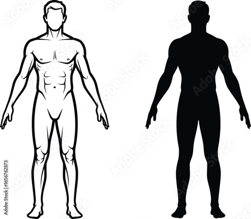 Male anatomy outline and silhouette for medical reference guide