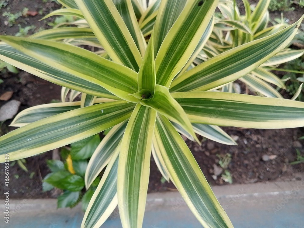 Fototapeta premium aloe vera plant