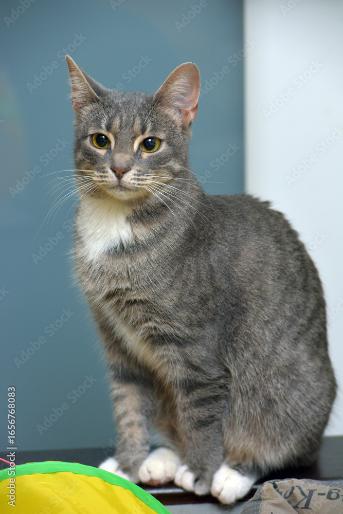 A gray-striped cat with a white chest and paws sits on a table, looking straight into the camera. A gray-striped cat with a white chest and paws sits on a table, looking straight into the camera.