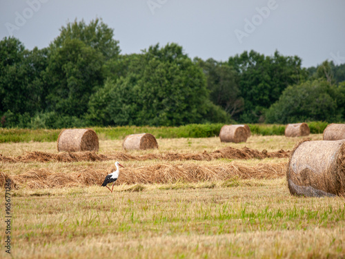 White stork (Ciconia ciconia) walking on a harvested field with hay bales in the background. 