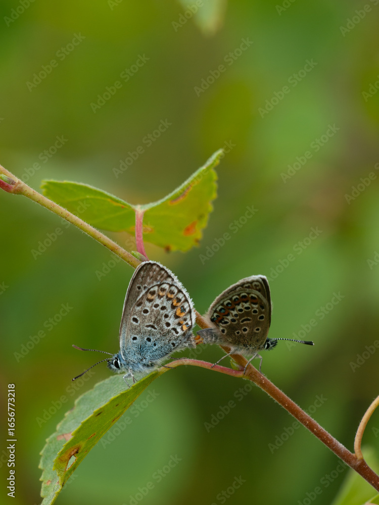 custom made wallpaper toronto digitalClose-up of two common blue butterflies (Polyommatus icarus) mating on a plant stem in natural habitat. 