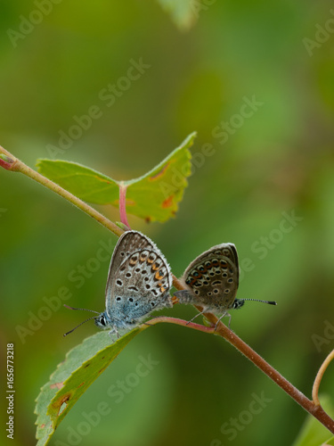 Wallpaper Mural Close-up of two common blue butterflies (Polyommatus icarus) mating on a plant stem in natural habitat.  Torontodigital.ca