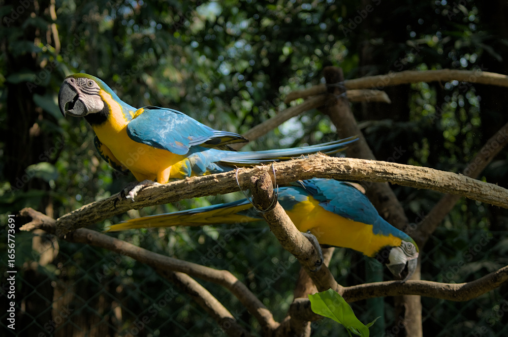 Obraz premium blue and yellow macaw ara