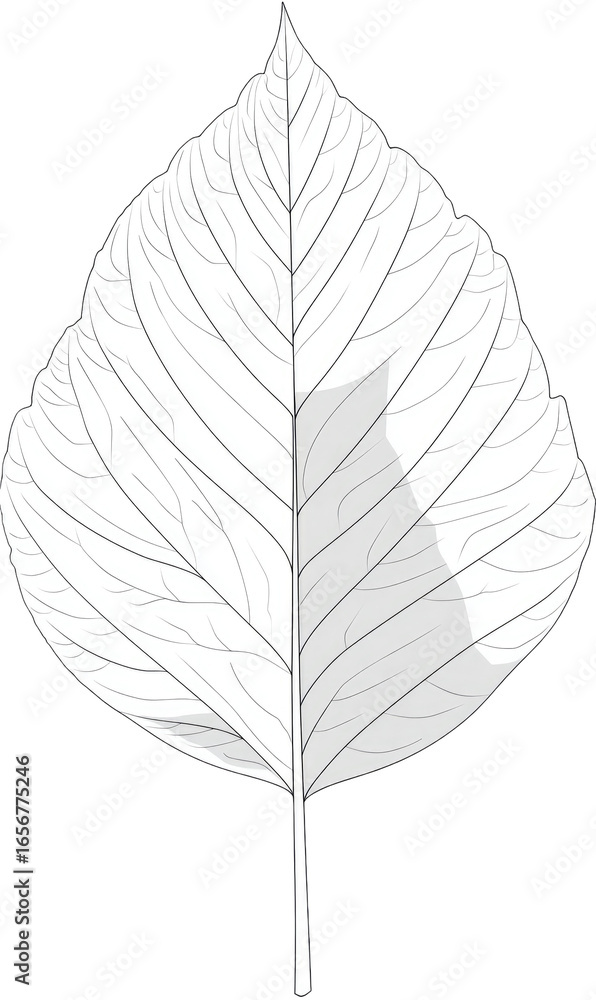 Obraz premium Detailed grayscale leaf illustration