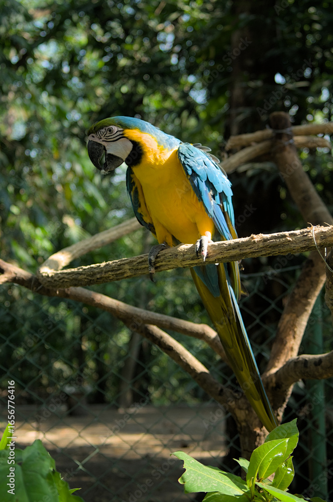 Obraz premium blue and gold macaw