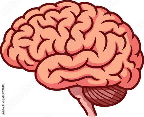 A detailed illustration of a human brain, showcasing its intricate structure and complex network, presented in a side view on a clean white background