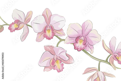 Watercolor Style Pink Orchid Flowers on a Branch with White Background for Spring or Summer Floral Design