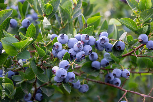 Ripe blueberries cluster together on a bush under bright sunlight, ready for harvest in a garden