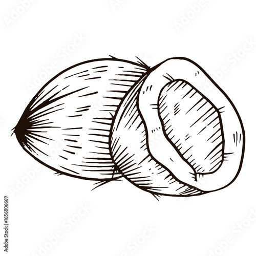 Coconut hand drawn