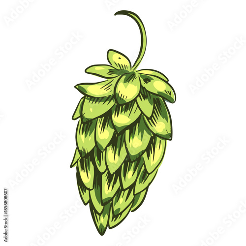 Green hop plant