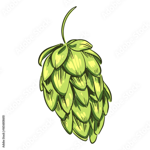 Green hops drawn