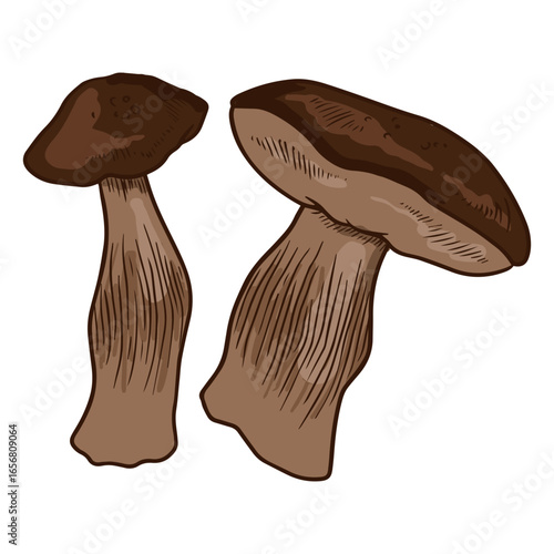 Healthy edible mushrooms