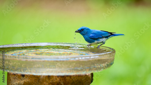 Photos Azure Flycatcher Bird Drinking Water from Birdbath in Garden Setting a Serene Mo