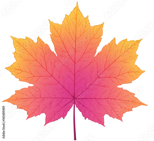 Vibrant autumn maple leaf graphic (4)