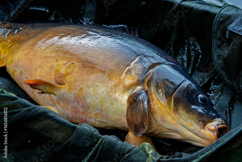 Cuadro en lienzo Large carp fish lying on a mat after being caught during fishing