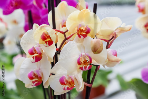 Foto Orchids are great houseplants in a huge range of colours